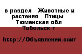  в раздел : Животные и растения » Птицы . Тюменская обл.,Тобольск г.